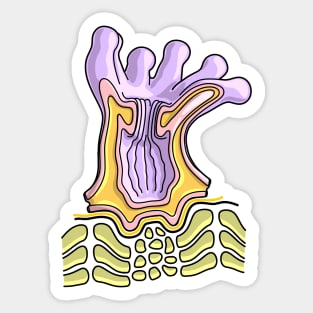 Coral Polyp Anatomy Diagram - Marine Biology Illustration Sticker